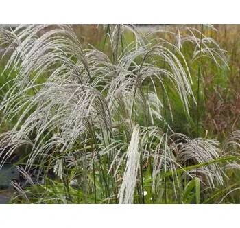 Ozdobnice čínská 'Memory' - Miscanthus sinensis 'Memory' Balení: kontejner p12