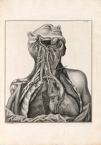 Antonio Scarpa's Tabulae neurologicae