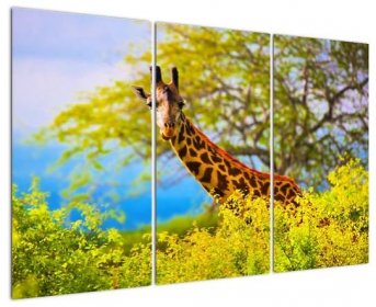 Obraz žirafy v Africe (V023370V12080)