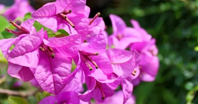 Bougainvillea - Purple Flower Vine