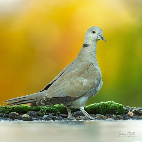 Měkkozobí | Štěpán Mikulka | Wildlife fotograf