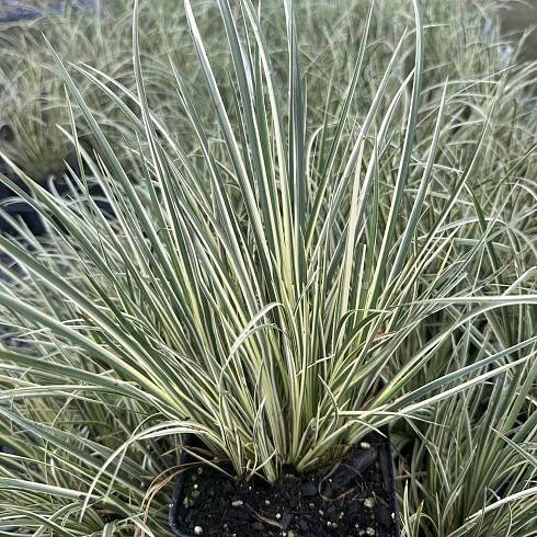 Acorus gramineus ‘Variegatus’ (Sweet Flag)