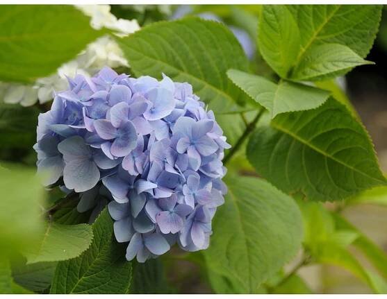 Hortenzie velkolistá (Hydrangea macrophylla) výška 40-50 cm, pr. květináče 19 cm