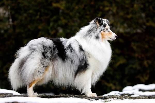 Ice Princess Maggie Van-Bery