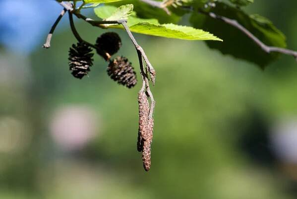 Olše šedá (Alnus incana)