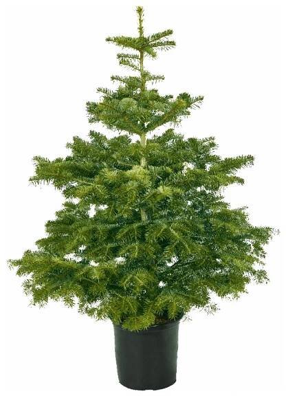 Vánoční stromek v květináči Jedle Nordmann výška 80-100 cm