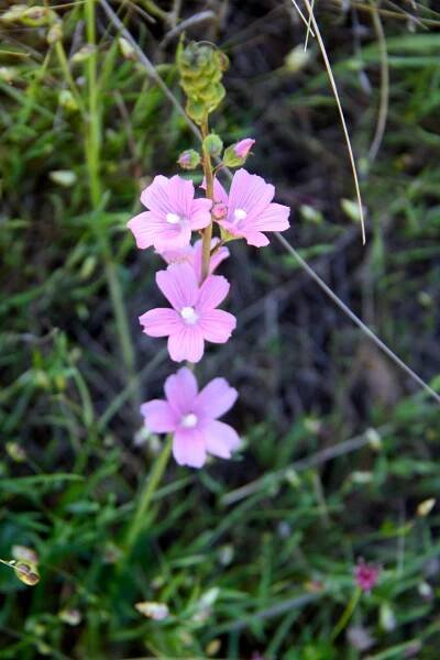 Sidalcea_malviflora - 1