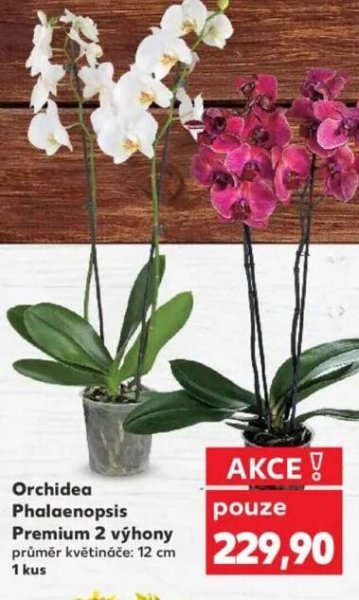 Všechny nabídky Orchidea - Najděte a zobrazte nejlevnější nabídku Orchidea!