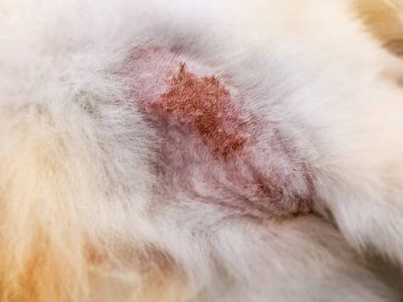 onemocnění na kůži psa,dermatitida u psa, kožní laminát a psí chlupy spadly kolem - scabies skin - stock snímky, obrázky a fotky