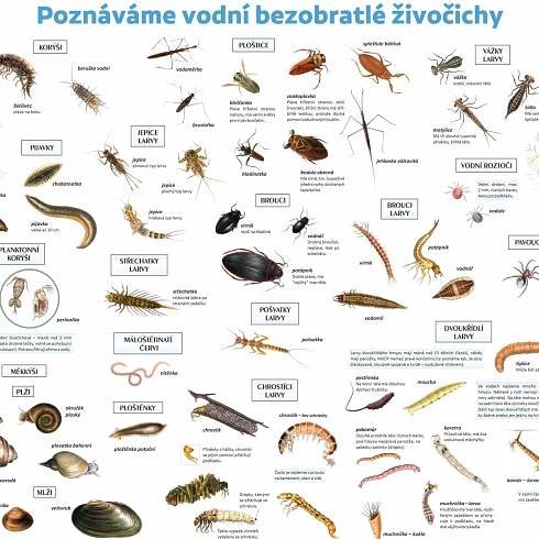 Naučná tabule vodních bezobratlých | Rezekvítek