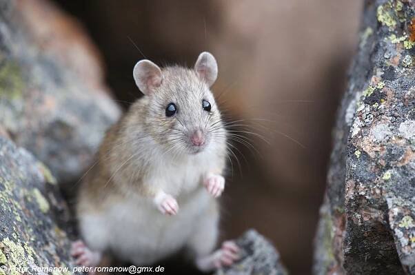 Obrázek - Rattus pyctoris (krysa turkestanská) | BioLib.cz