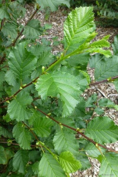 Olše zelená (Alnus alnobetula)