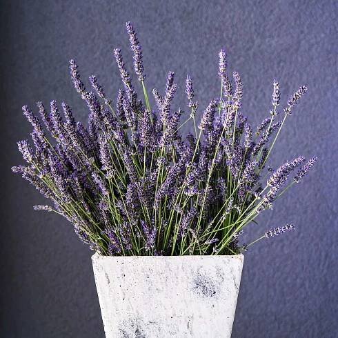 Lavender plant