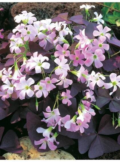 Oxalis triangularis - šťavel, čtyřlístek