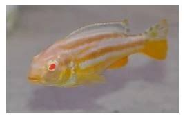 Melanochromis auratus Albino - Tlamovec pestrý Albino