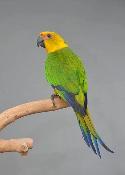 Jenday Conure - Image 3