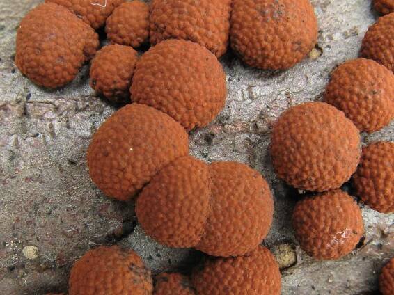 Sordariomycetes - tvrdohouby - myko.cz