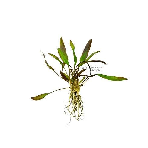 Cryptocoryne Affinis Red
