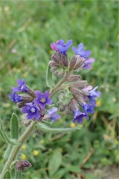 Atlas: anchusa officinalis 1