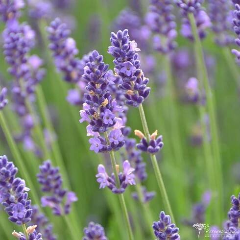 Lavandula angustifolia 3