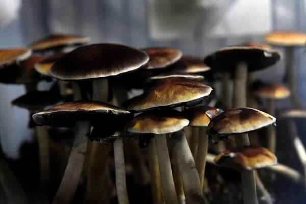 Psilocybin helps with anxiety and depression in cancer patients - Magic Mushroom Canadian Online Dispensary | CBD, Cannabis