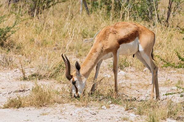 Antilopa skákavá / Springbok