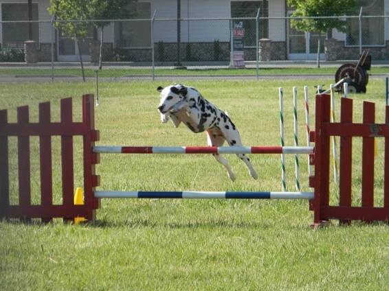 Our Boys – Alofa Dalmatians