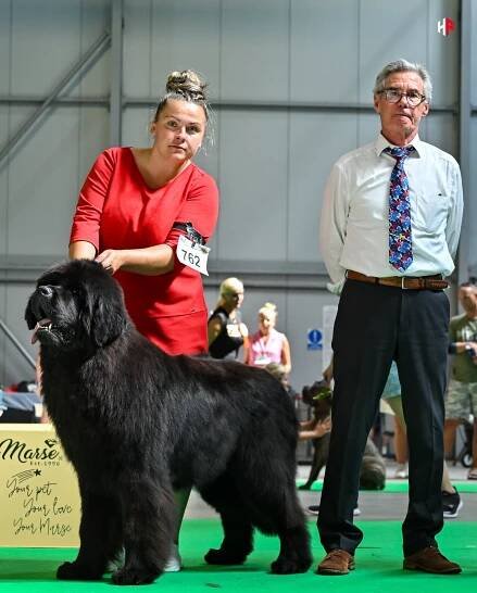 G&L New Knights Newfoundlands FCI kennel