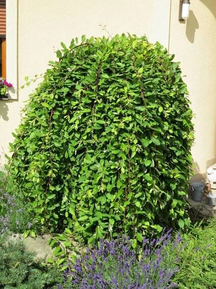 Salix caprea Pendula (syn. Kilmarnock) | Listnaté dřeviny |Zahradnictví Franc 