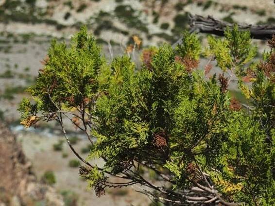 Austrocedrus chilensis