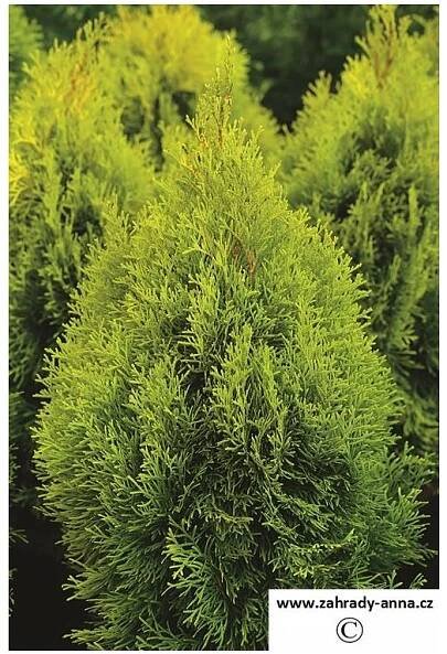 Thuje 'Golden Smaragd' (Thuja occidentalis) výška 100cm-120cm - Zahradnictví Azalia