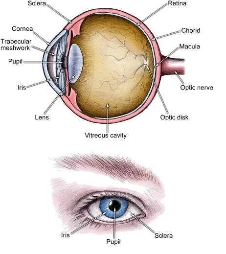 Cataracts at a Glance | Signs and Symptoms | FirstCure Health