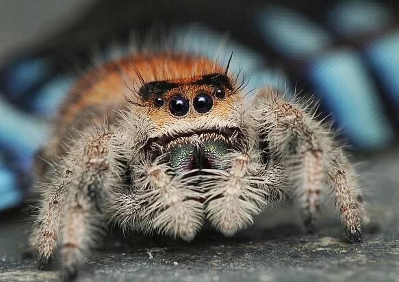 Skákavka královská - phidippus regius Everglades, phidippus regius Bahamas