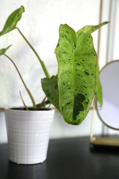 WI_Fancy_Philodendron_Paraiso_Verde_Bradley_Pot_Vertical_Lifestyle_2_0924.JPG