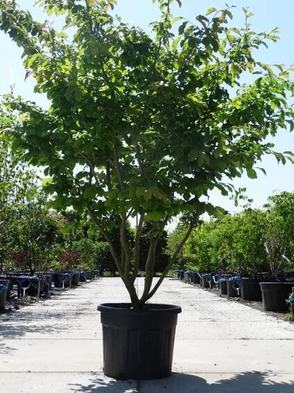 Delivery throughout whole summer / trees in container - Ruud van den Berk