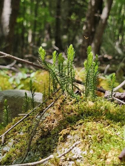 Loyalsock Trail Archives - Northcentral Pennsylvania Conservancy