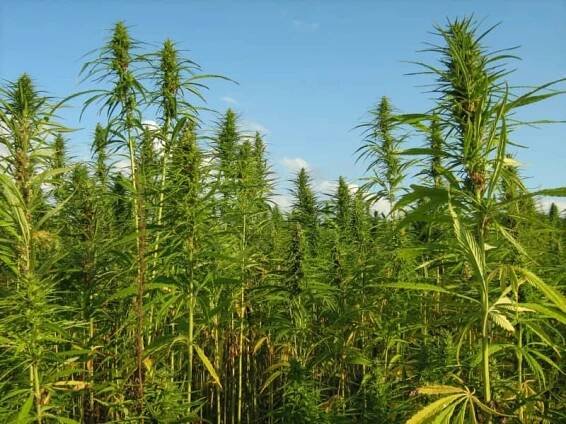 HEMP PRODUCTION CZ, s.r.o. – Hemp centrum