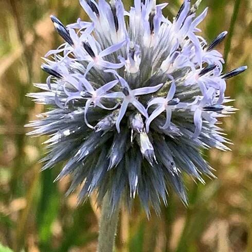 Bělotrn banátský 'Blue Glow'► Rostliny-Harmonie.cz
