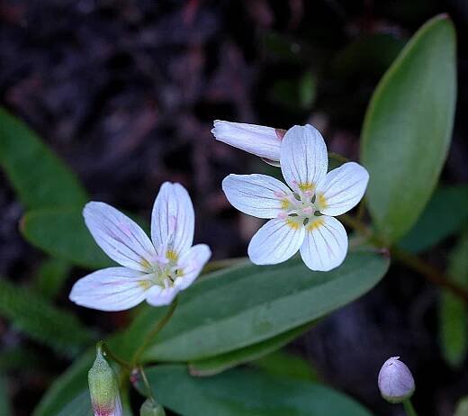 Wildflowers — The Pryor Mountains
