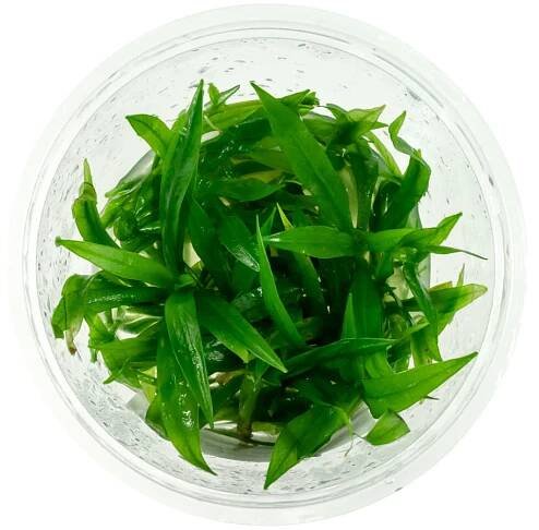 Echinodorus Latifolius In Vitro hrnek 10 cm