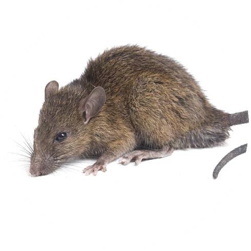 Krysa (Rattus rattus) - Identifikace a likvidace | DIRTYBUG