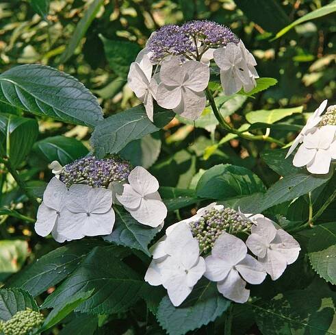 lanarth white hydrangea blooms