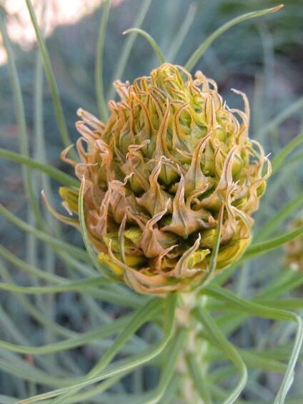Zlatý Kořen, Asphodeline Lutea