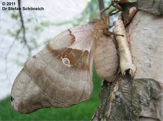 Polyphemus moth Antheraea polyphemus (Cramer, 1776) | Butterflies and Moths of North America