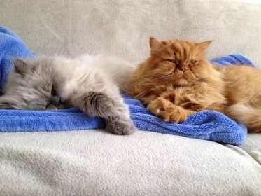 Krásné huňaté perské kočky