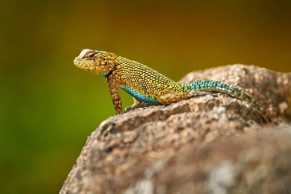 leguánovití: Iguanidae – čeleď plazů z řádu ještěrů