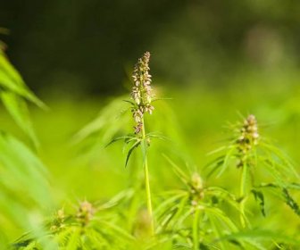 Detail rostlin marihuany v oboru — Stock obrázek