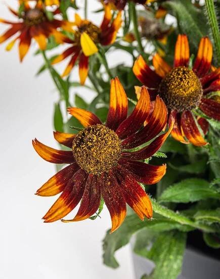Třapatka, Rudbeckia Sunbeckia, hnědá, velikost kontejneru 5 l | ZAZUMi.cz
