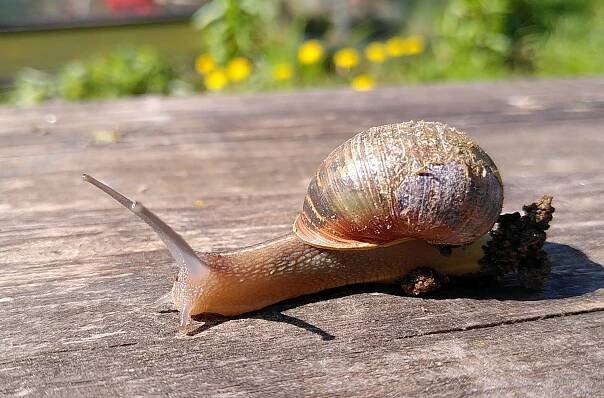 Slugs Archives - Animal behaviour and cognition