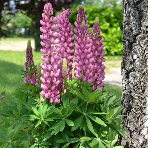 Lupina mnoholistá Mini Gallery Pure Pink - Lupinus polyphyllus - semena lupiny - 12 ks